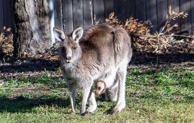 kangaroo and joey